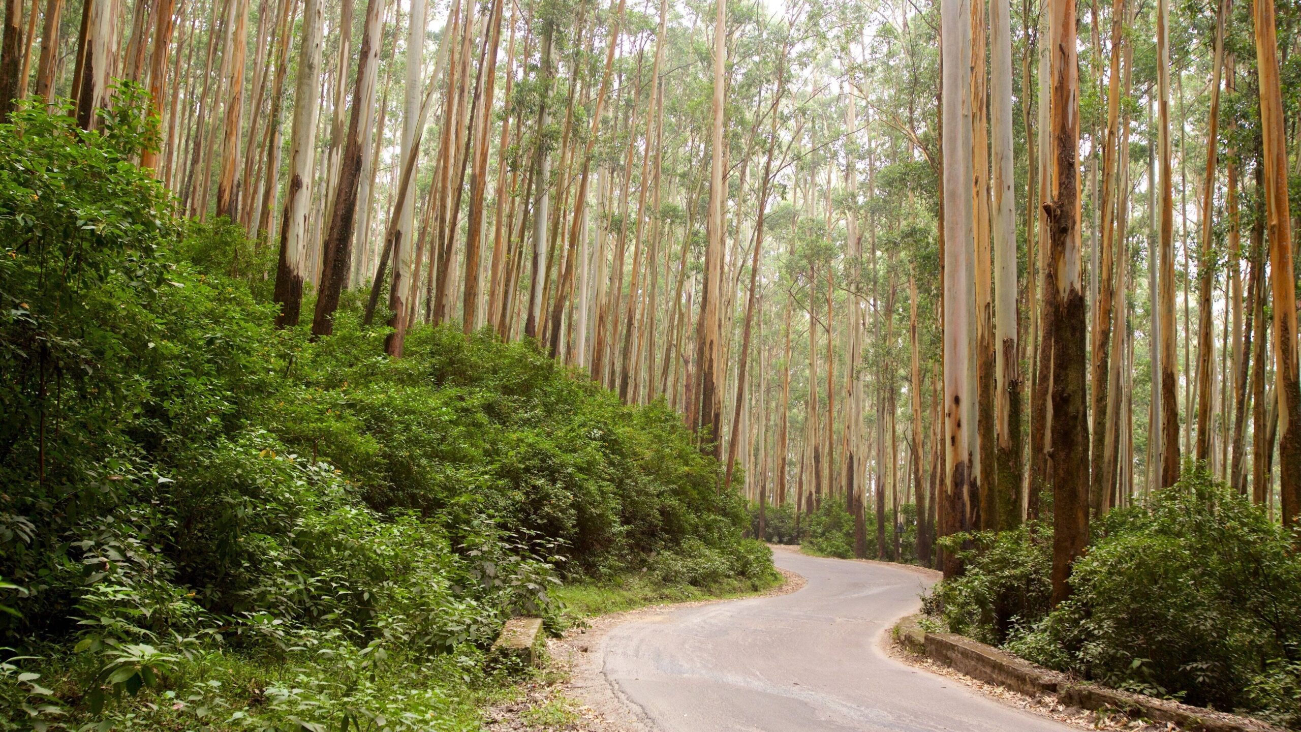 Mysore to Coorg package